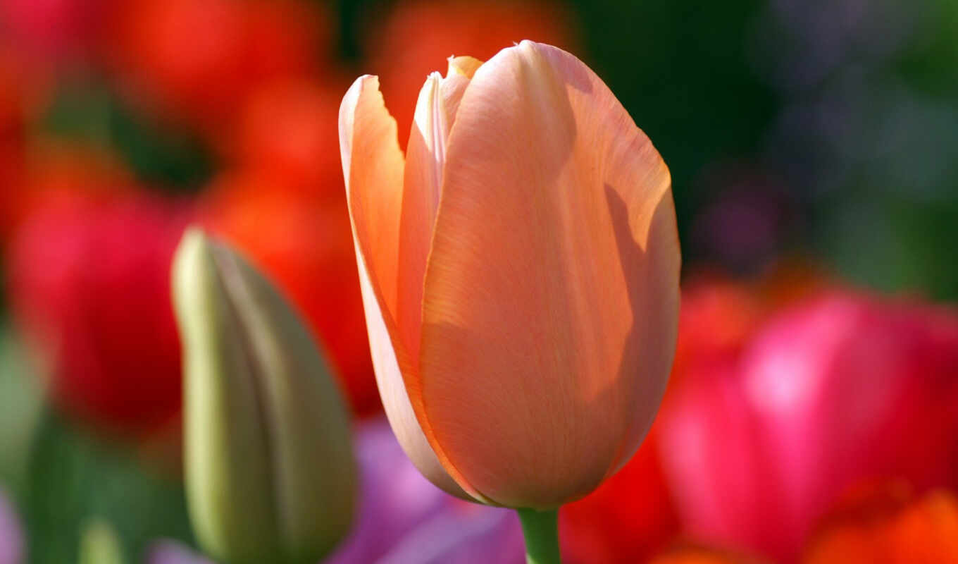 flowers, spring, tulip, florus