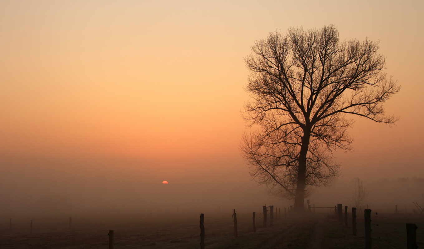 дерево, pic, туман