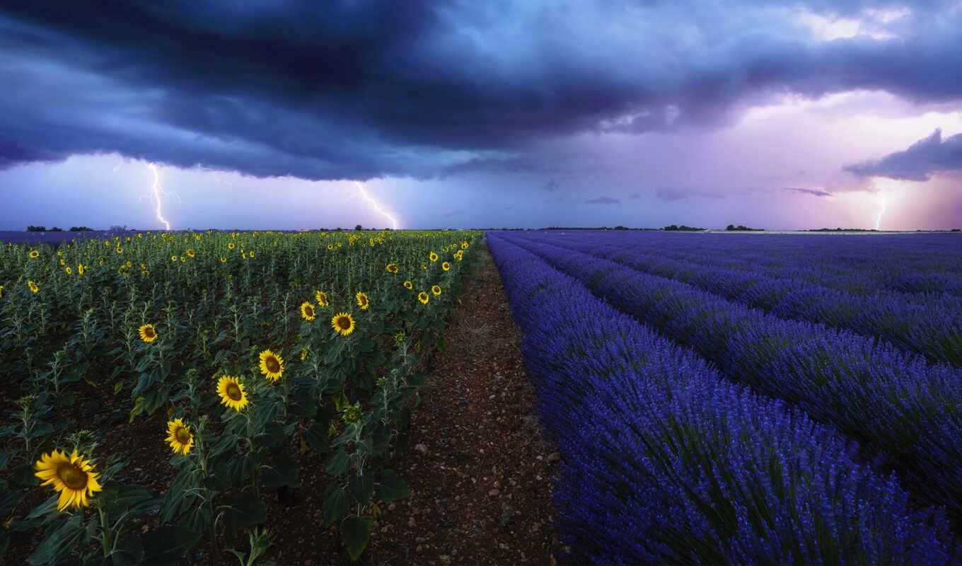 буря, поле, подсолнух, lavender