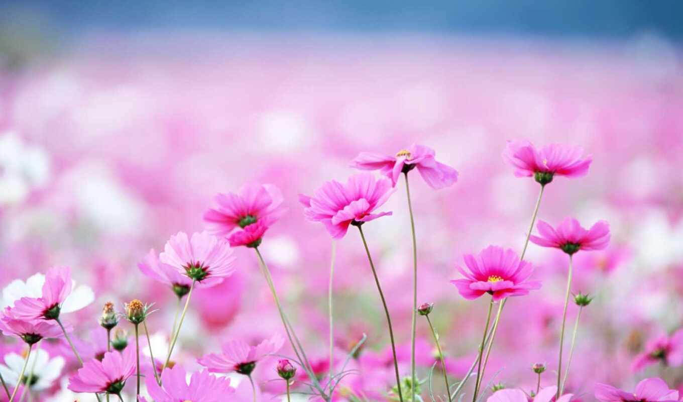 цветы, розовый
