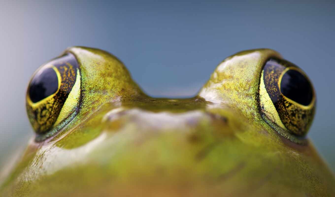 фото, сайт, eyes, photography, лягушка, американский, красивый, photograph, bullfrog