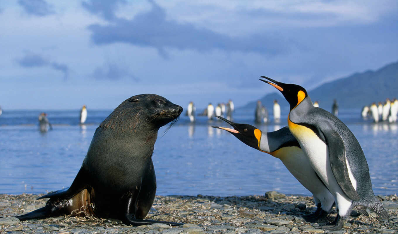 sea, seal, penguins, marine, penguins, seals, marine, cats, antarctica