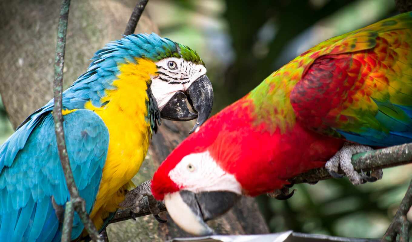bird, a parrot, macaw