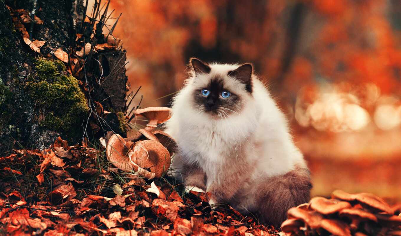 cat, autumn, foliage, animal, fluffy