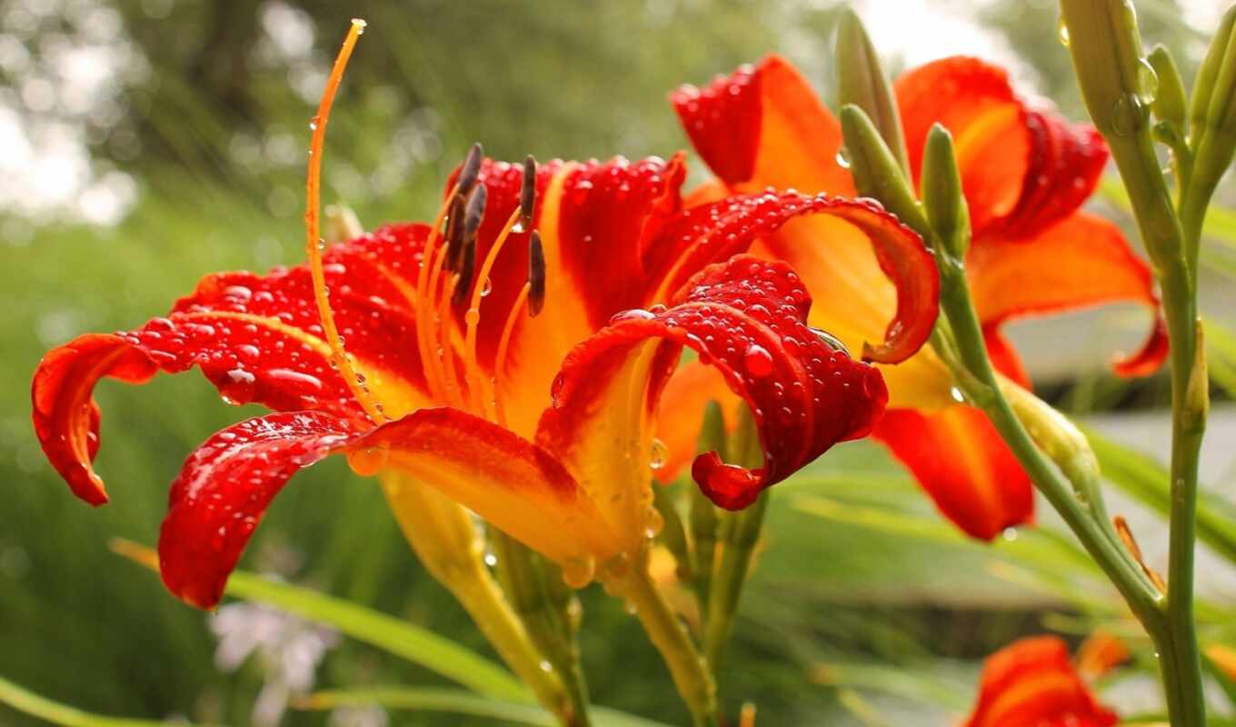 flowers, red, always, cover, petal, orange, lily, ready
