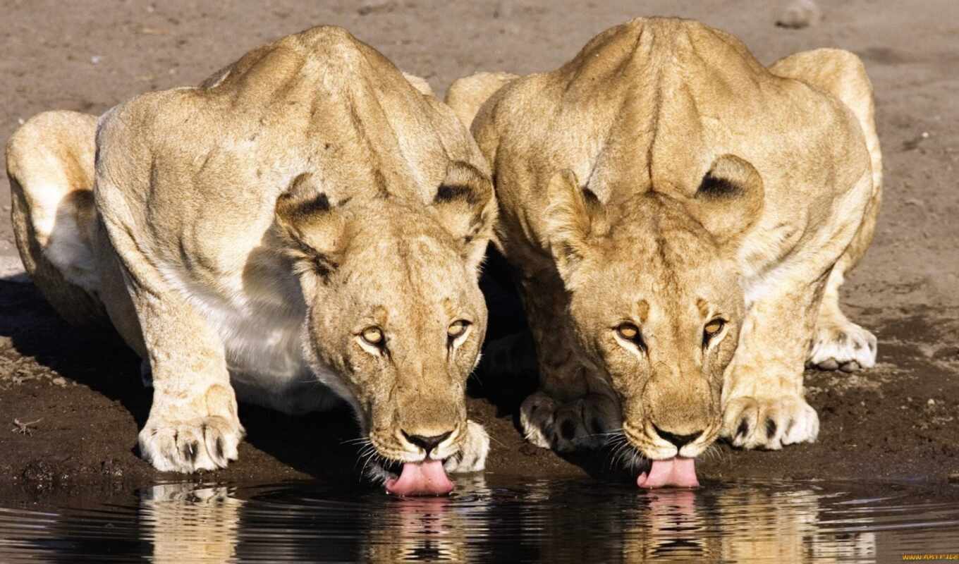 lion, water, кот, left, animal, два, напиток, львица, полив, львенок