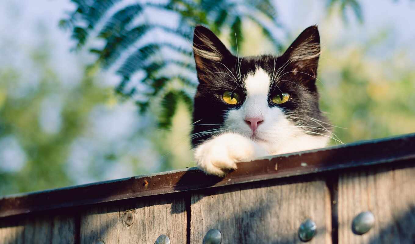 глаз, глаза, кот, toggle, забор, kot, domestic, данный, navigation, кошка, забор