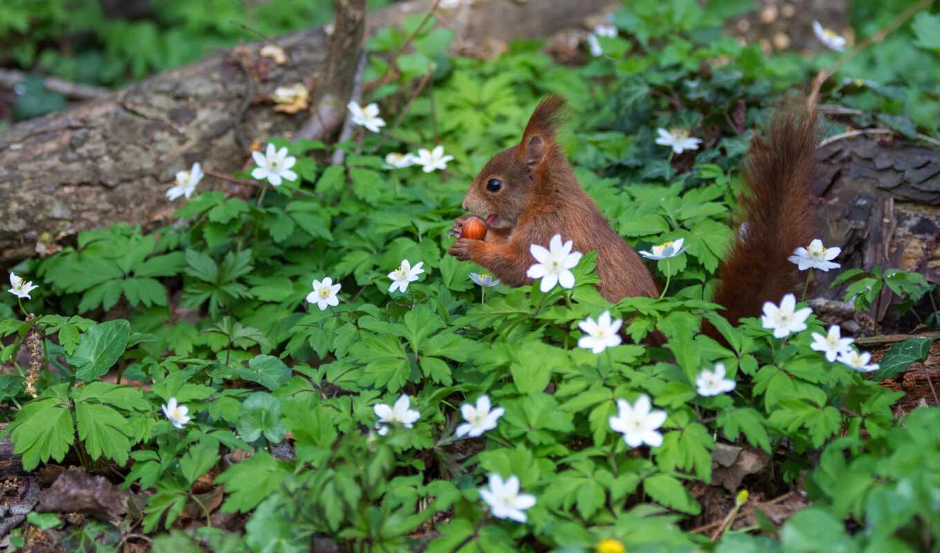 mobile, facebook, red, squirrels, animal, cover, galaxy, id, explore, free, samsing