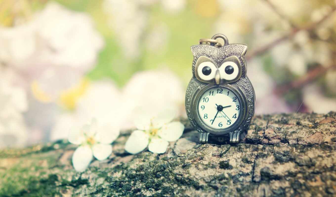 flowers, view, owl, spring, hour, cost