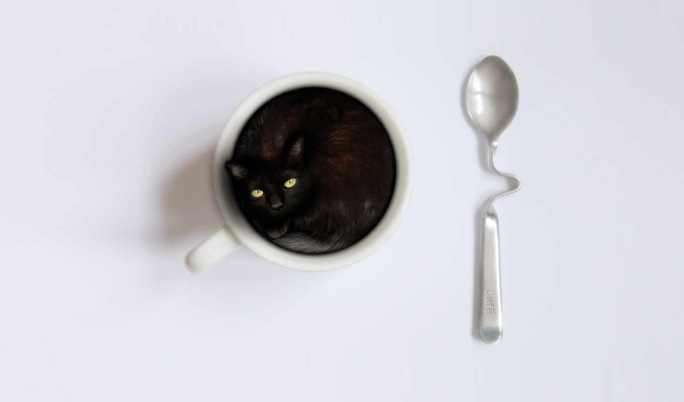 coffee, cat, spoon, animal, cup