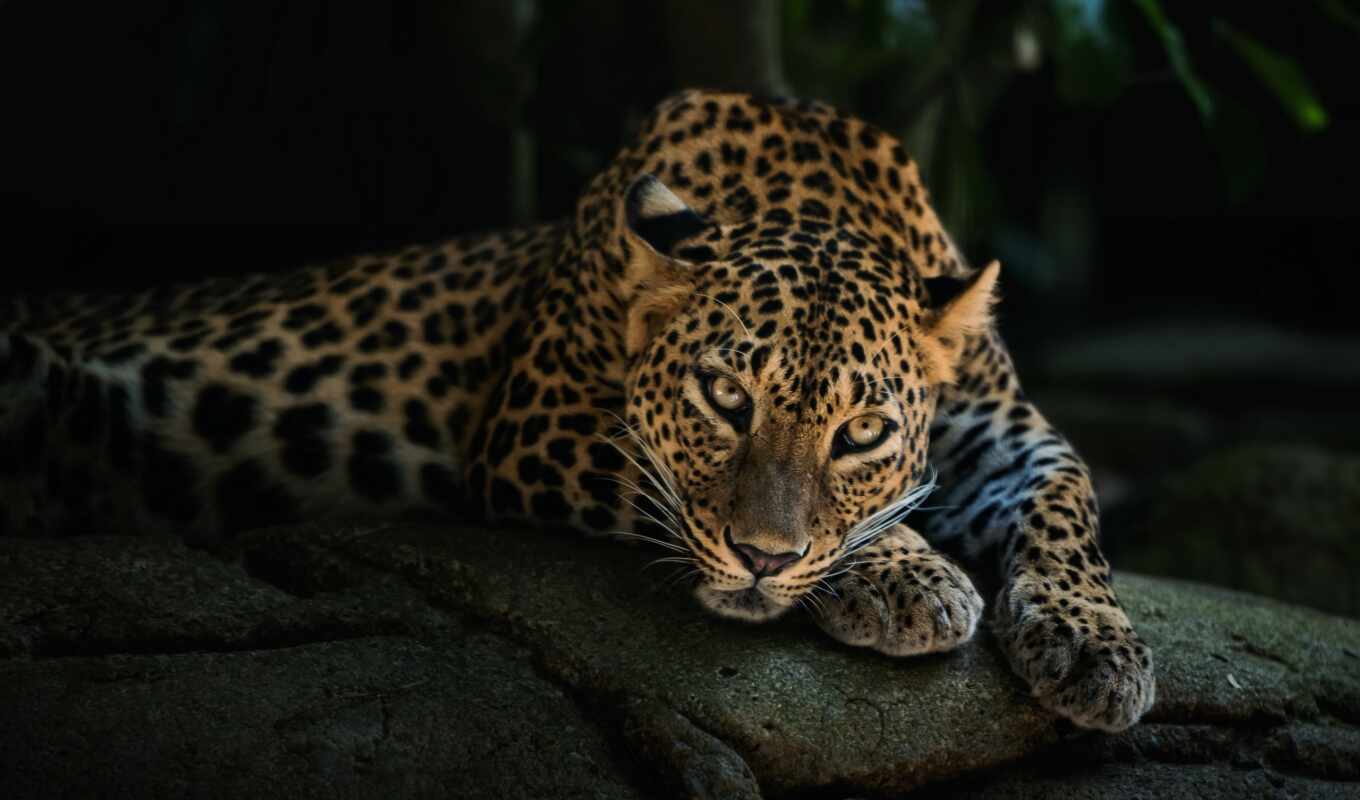 view, leopard, predator, muzzle, leopards