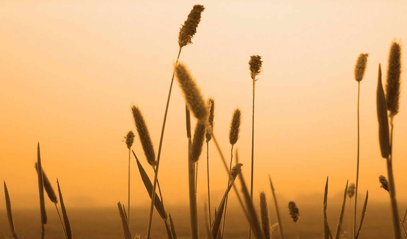sky, background, grass, or, field, sunset, plant, todofondos, image, trigo