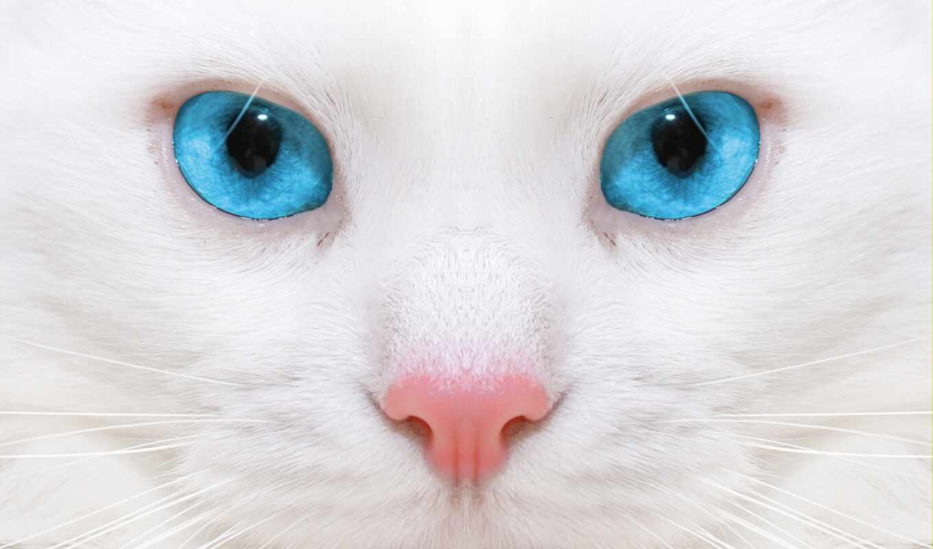 телефон, white, макро, красивые, кот, красивая, глазами, голубыми, кошки, котенок