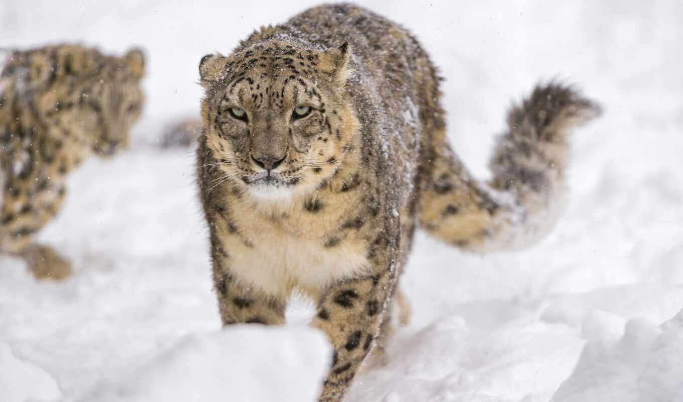 кот, леопард, wild, зима