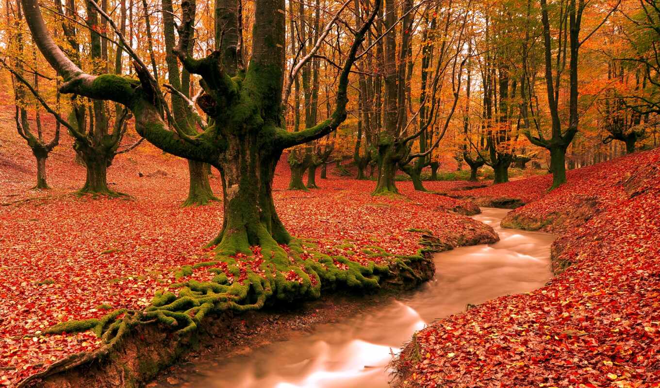 природа, red, дерево, лес, осень, утро, красивый, дорогой
