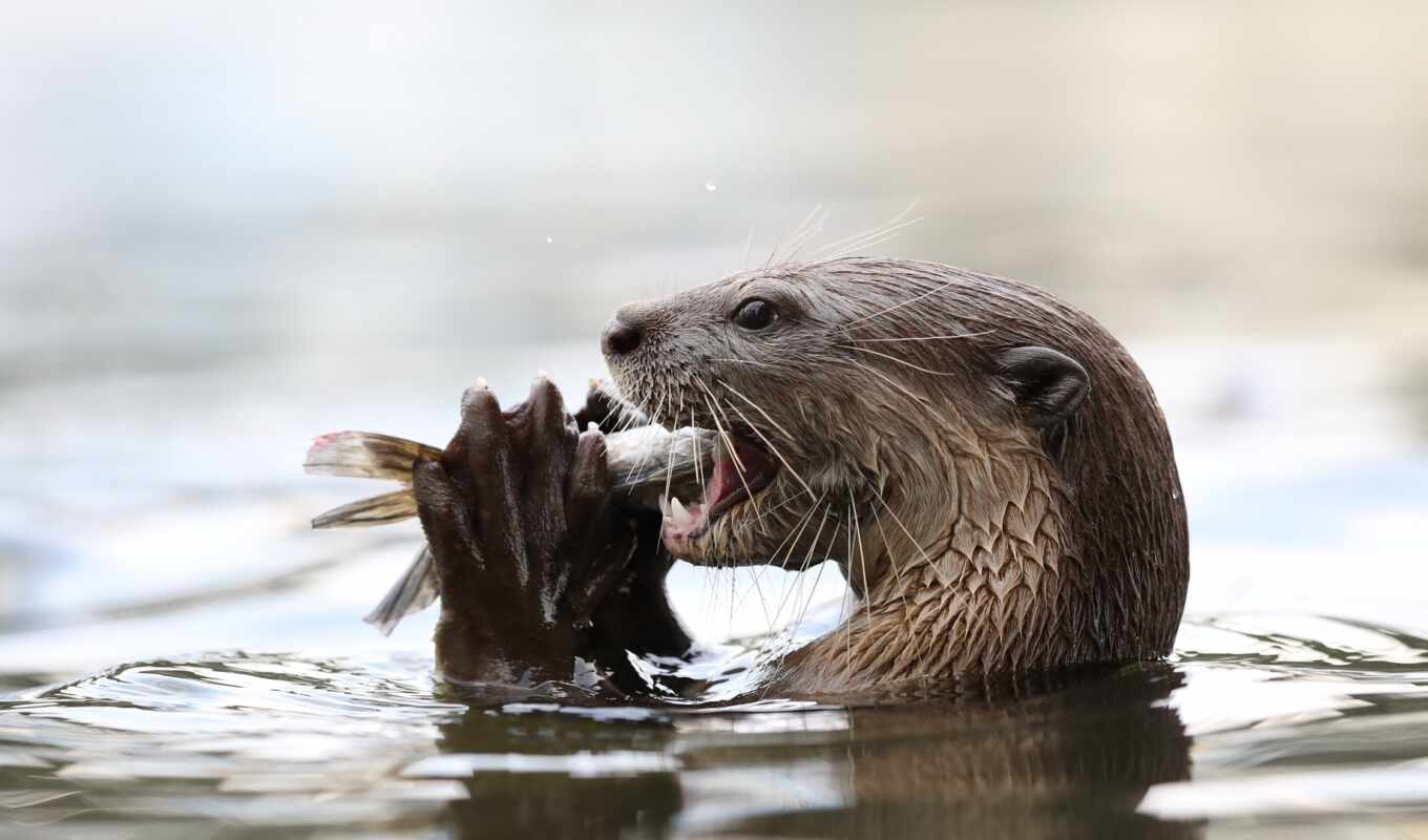 river, otter, because, takvydra, onlainvydra