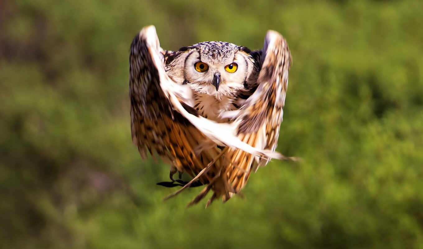 flight, owl, weed, because