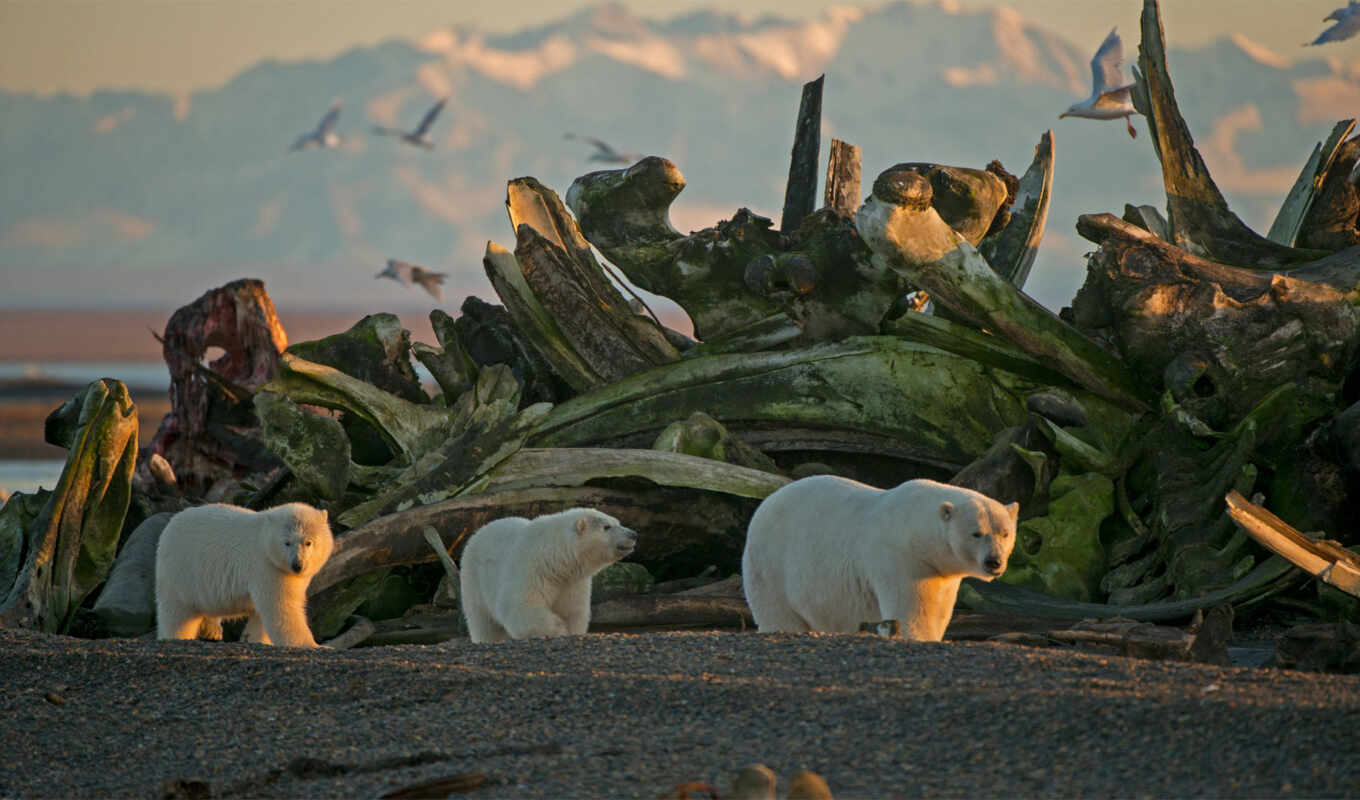photo, mountain, bear, animal, the cub, polar, sow