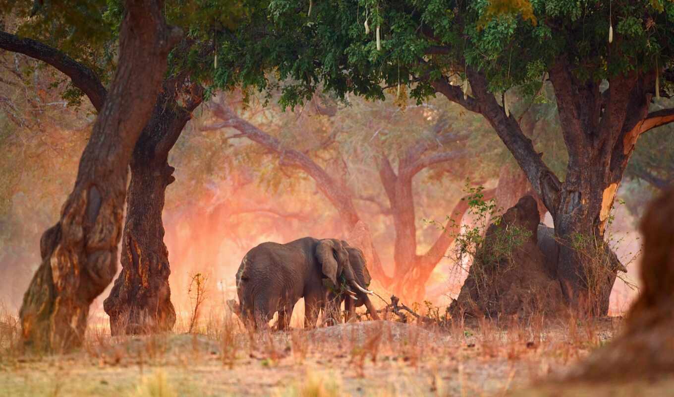 sunset, animals, res, elephant, getty