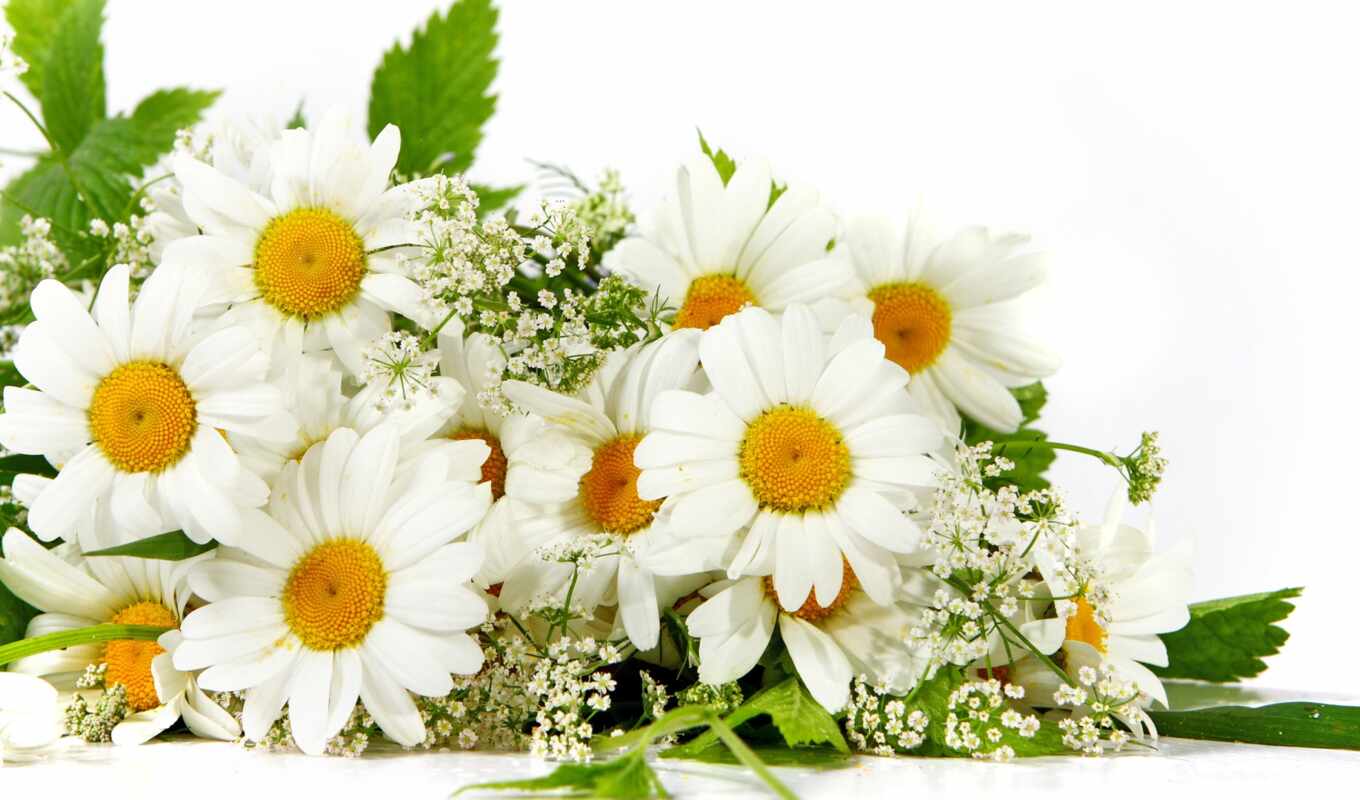 цветы, white, растение, daisy, букет