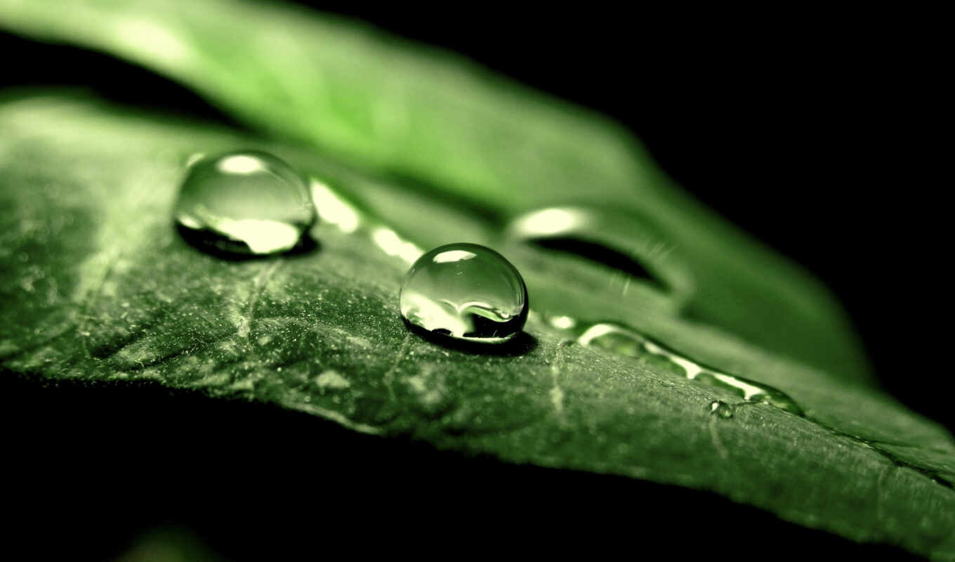 nature, sheet, picture, drops, macro, water, greenery, leaf