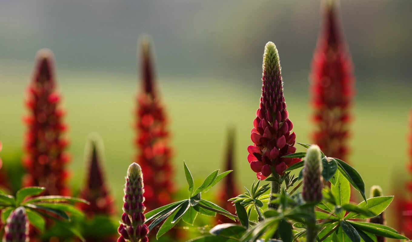 nature, flowers, compilation, summer, flower, Lupin
