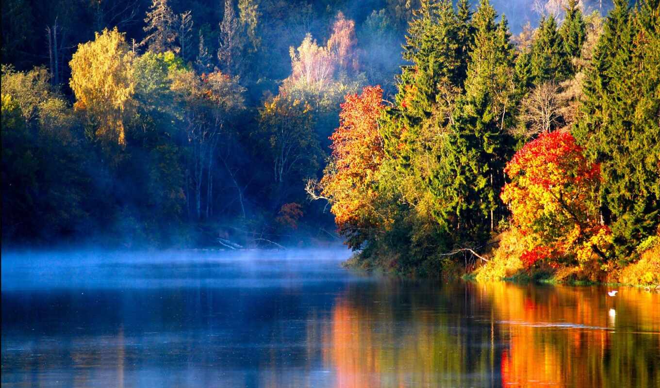 лес, осень, птица, утро, река, туман