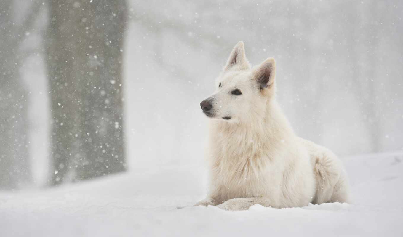 white, снег, winter, собака, щенок, овчарка, animal, малыш, лебедь, wie, sinoptika