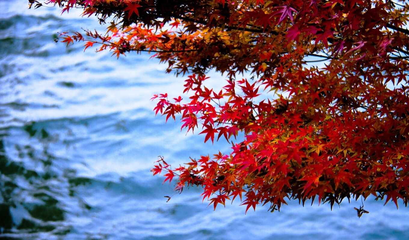 озеро, фото, west, leaf, rosse, foglie