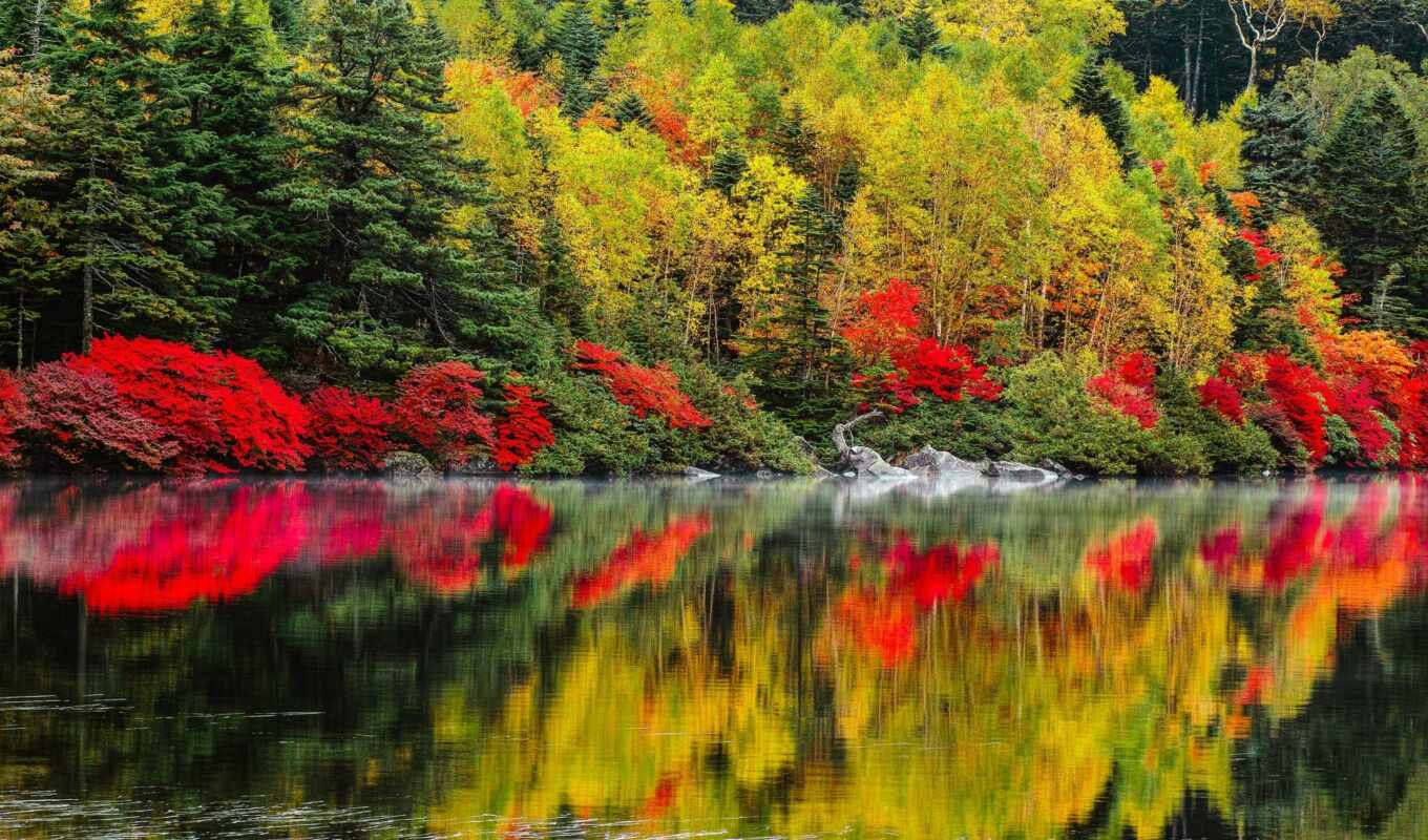 озеро, природа, дерево, water, landscape, осень, отражение, спокойствие, fore