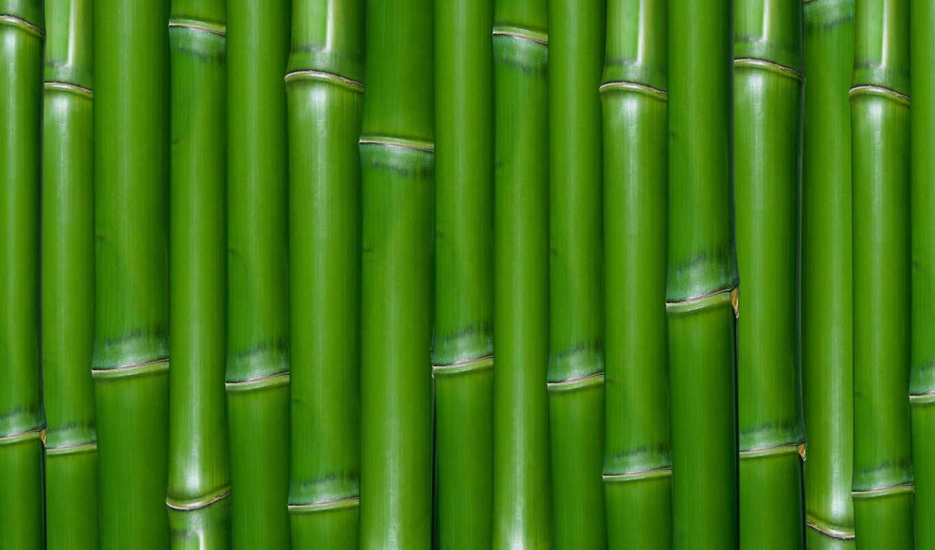 текстура, зелёный, бамбук