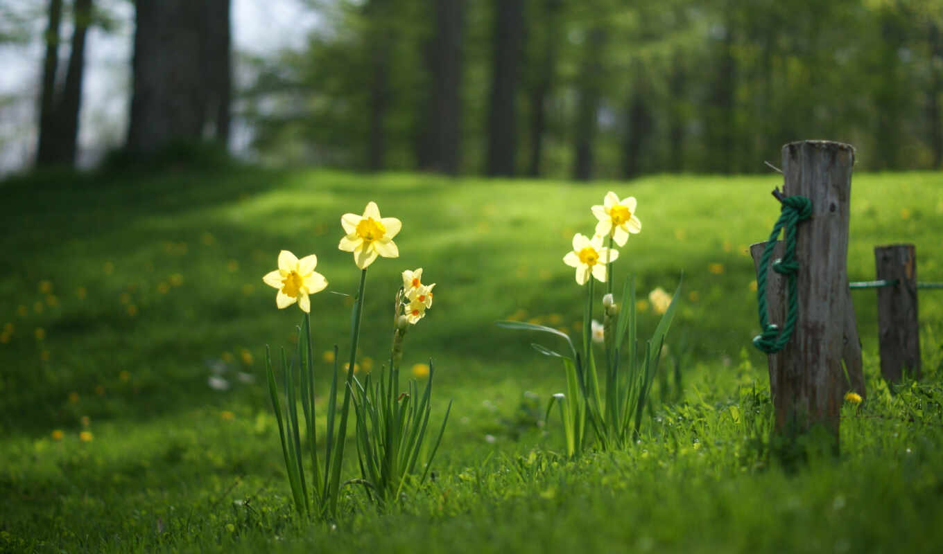 summer, grass, beautiful, forest, under, forest, spring, lawn, spring, daffodils, poles