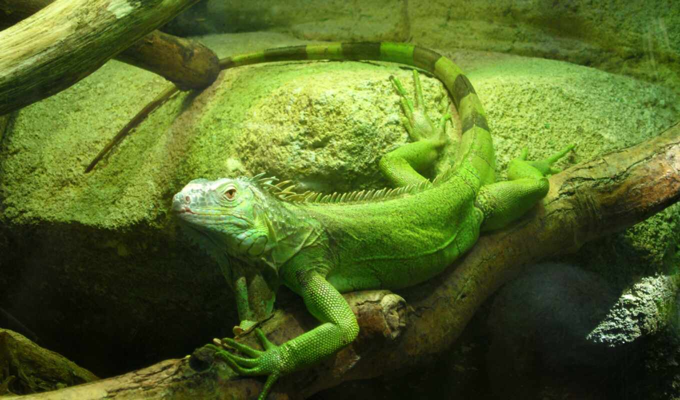 зелёный, iguana