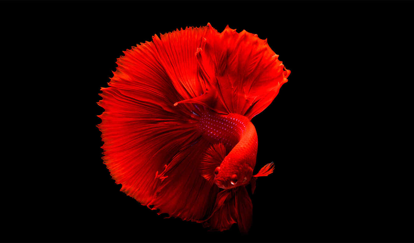 desktop, iphone, free, best, red, fish