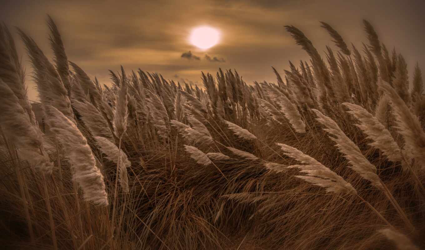 nature, sky, tree, sunset, night, spikelet, reed, photo wallpapers