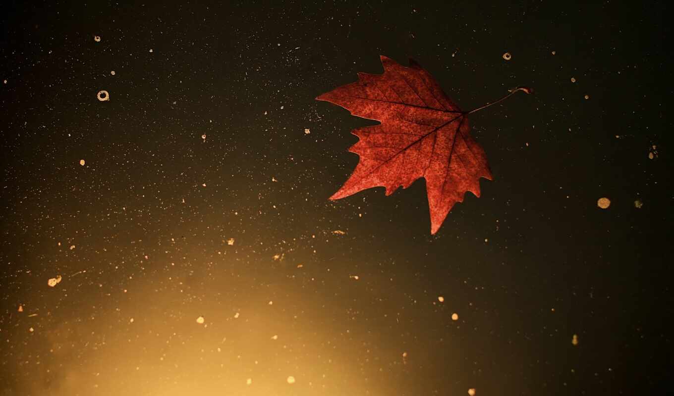 лист, water, осень, maple, leaf