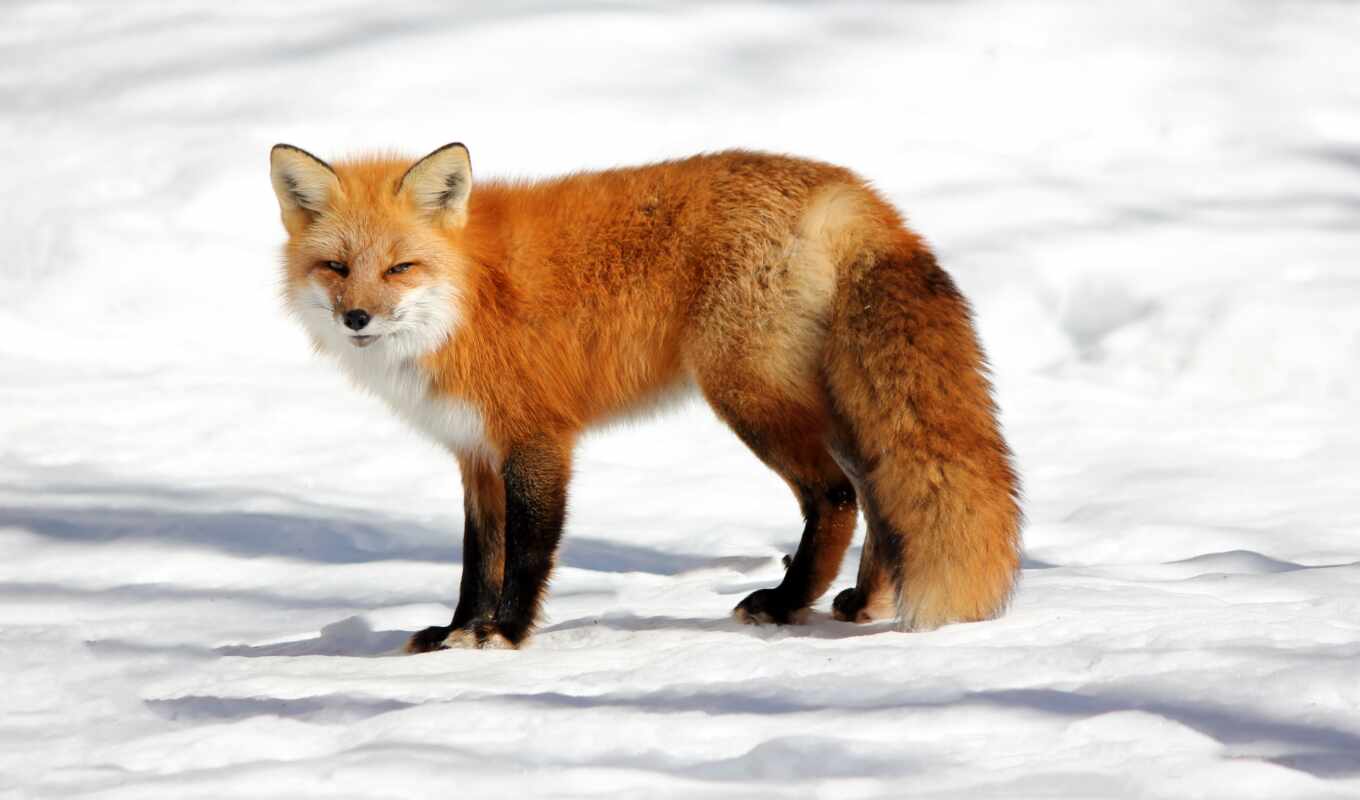 snow, fox, animal