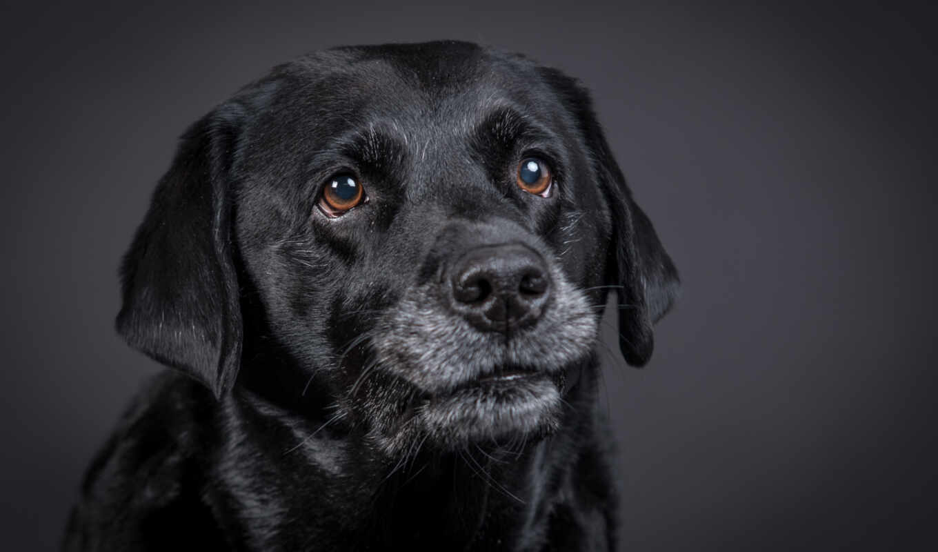 a laptop, dog, Labrador, retriever, pet