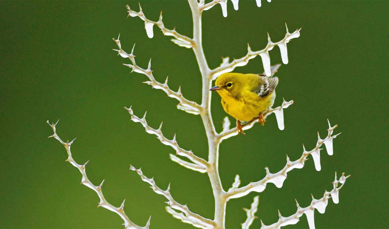 дерево, res, птица, branch, yellow, warbler, жердочка