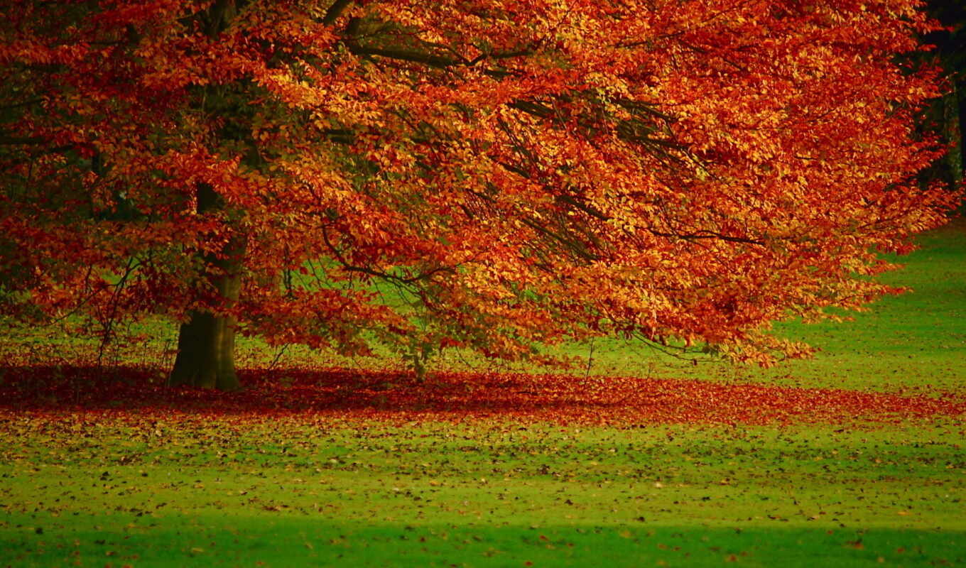 large format, tree, landscape, autumn, foliage