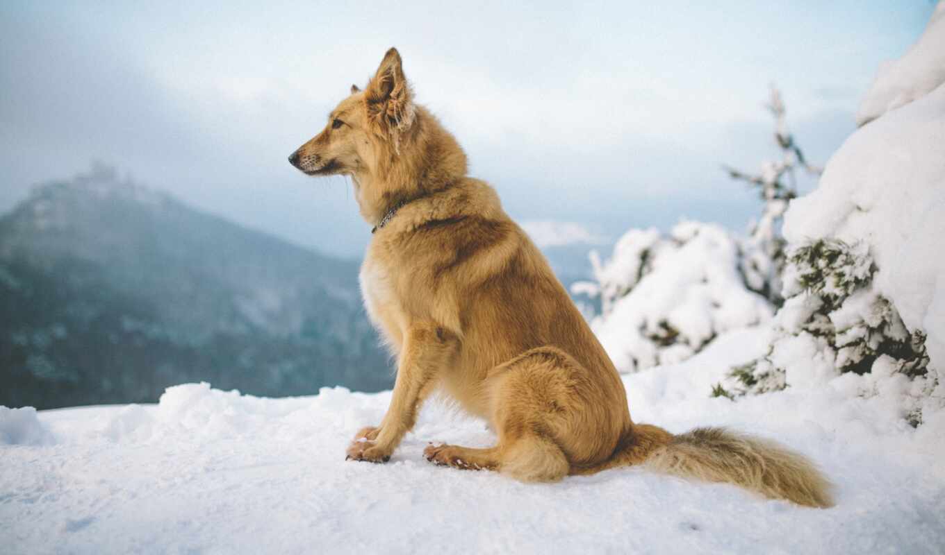 high, снег, winter, сидит, качество, собака, mountains