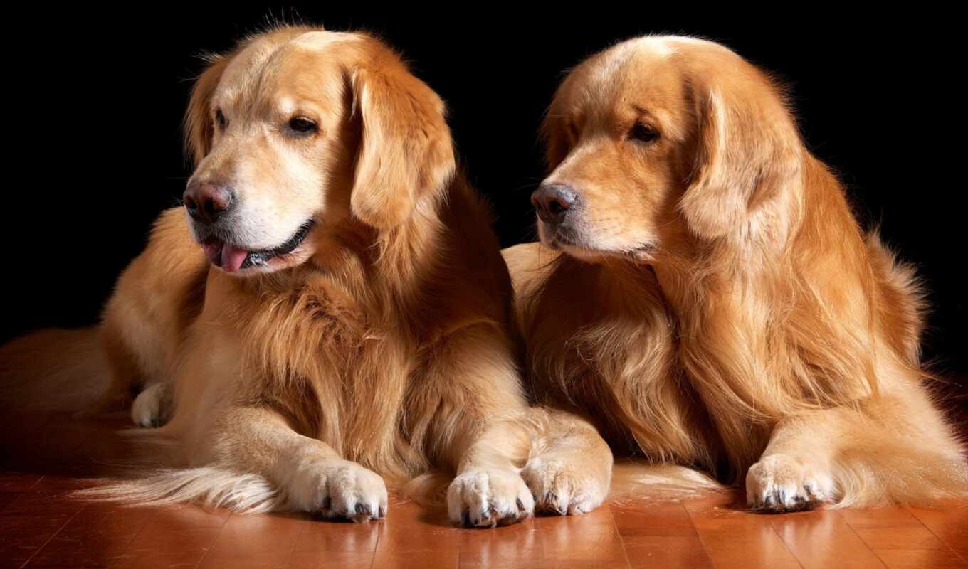 dog, golden, dogs, retriever, pupils, musmatta