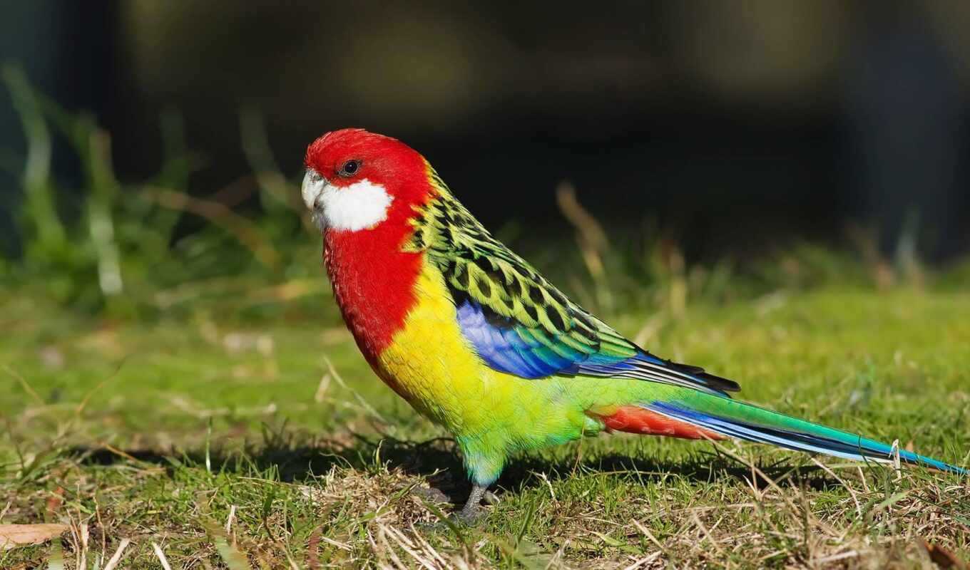 a parrot, beautiful, miro