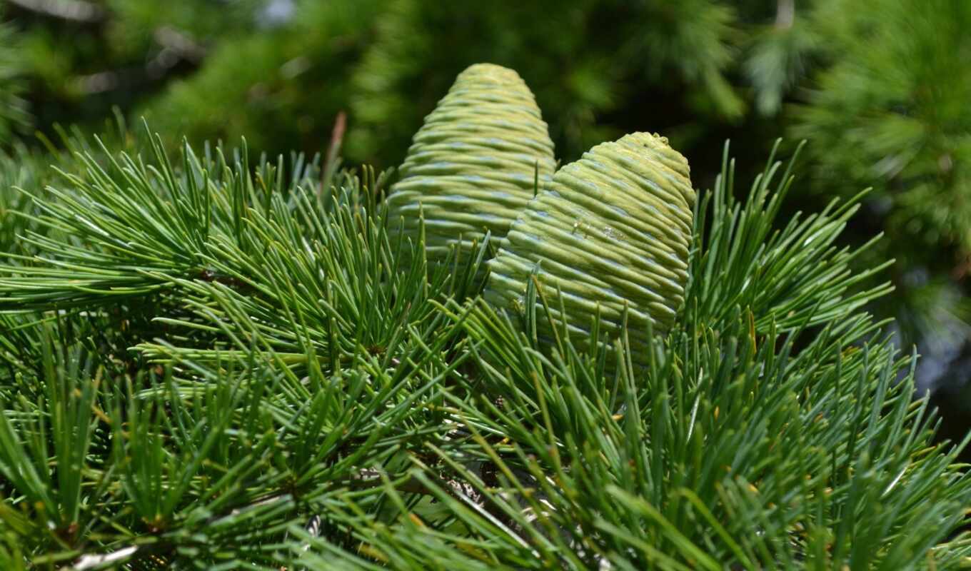 nature, green, pine, cone