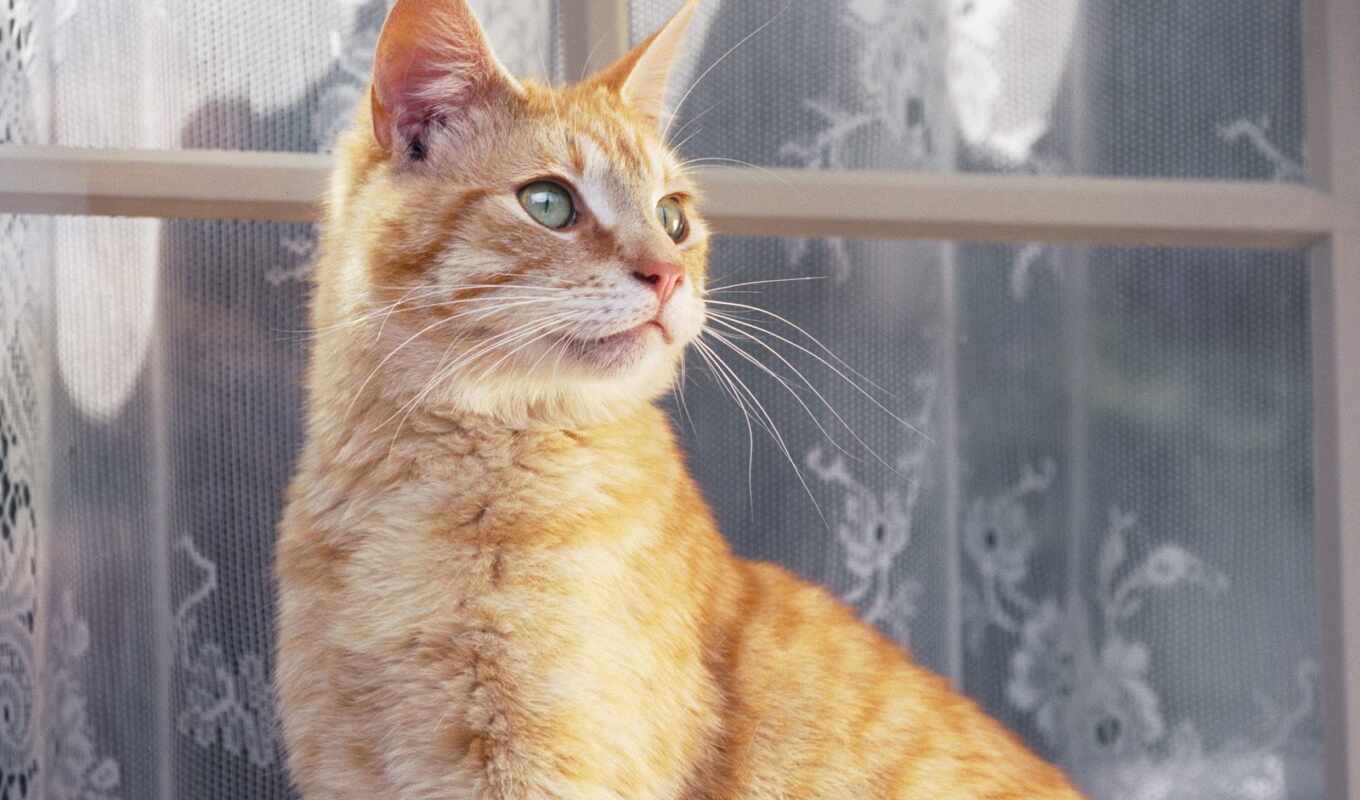 window, red, cat, curtain