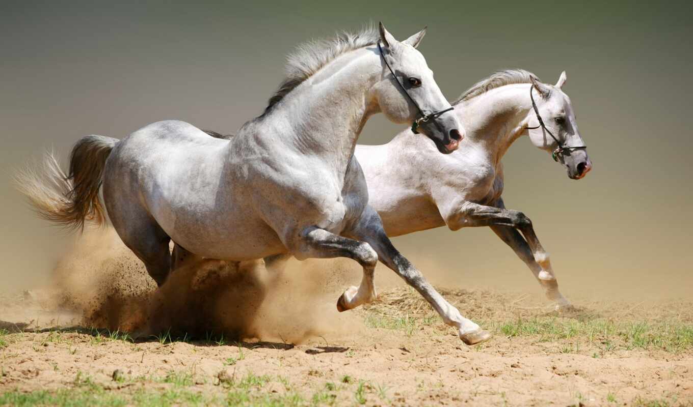 белые, лошади, пыль, лошадей