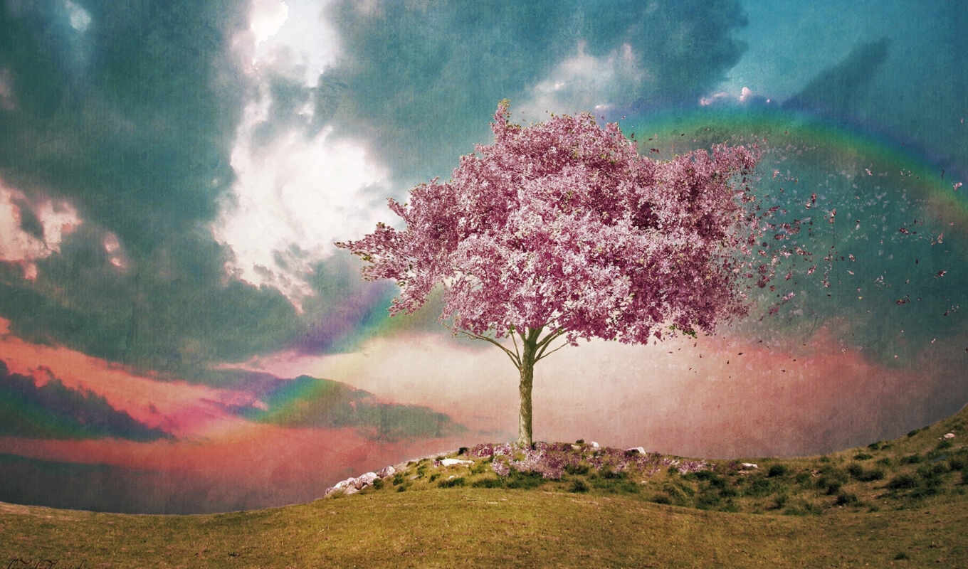 небо, дерево, радуга, ветер, цветение, розовое, цветущее, фактура