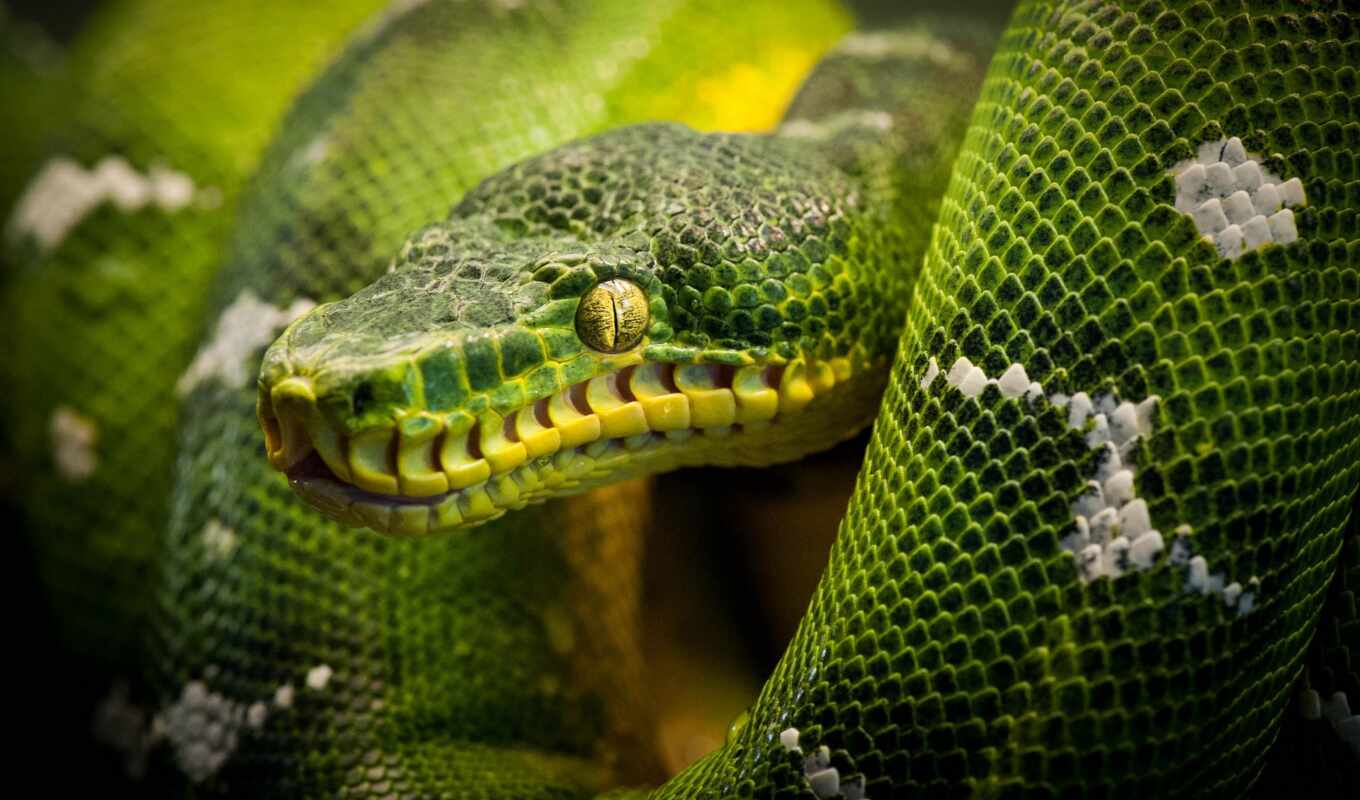 змеи, snake, ящер, reptile, рептилии