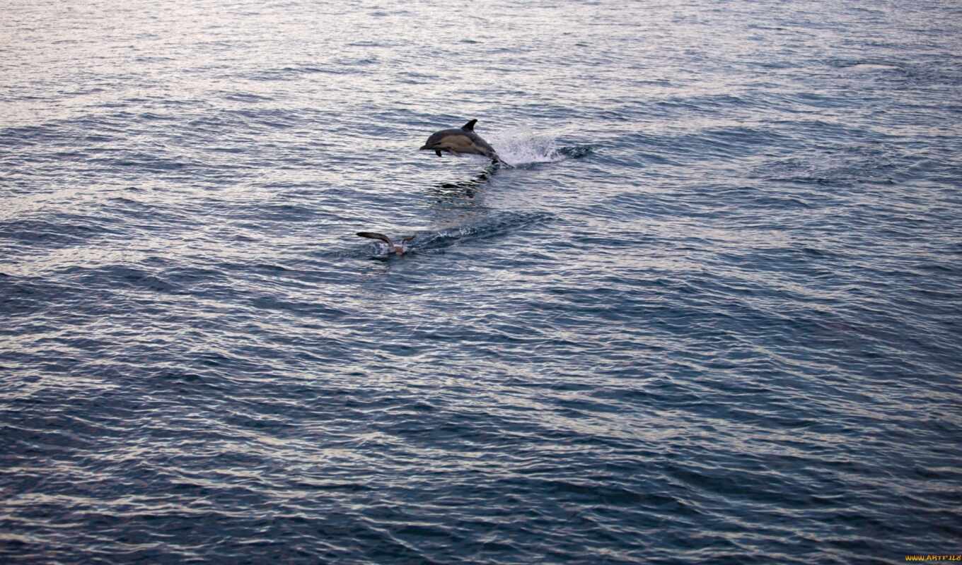 дельфины, прыжок,
