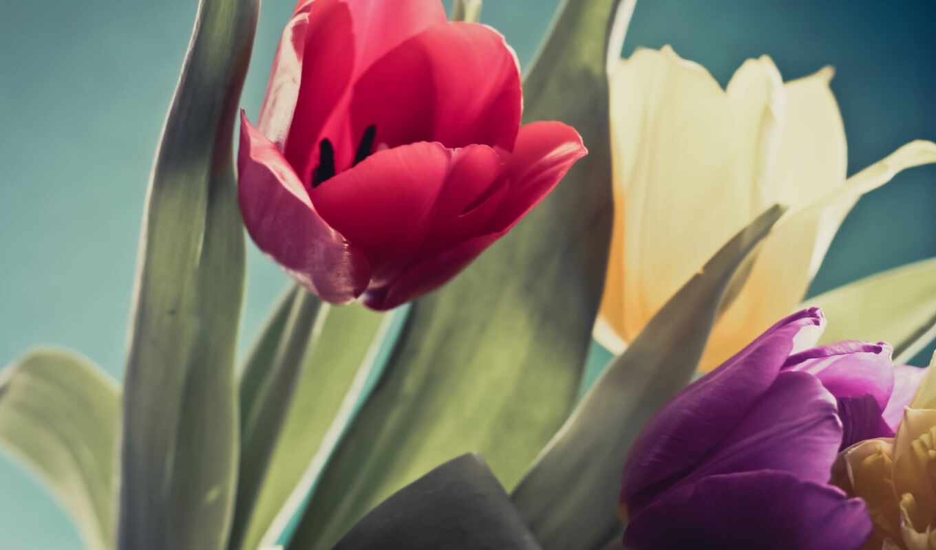 red, purple, images, flowers, yellow, tulips, тюльпан